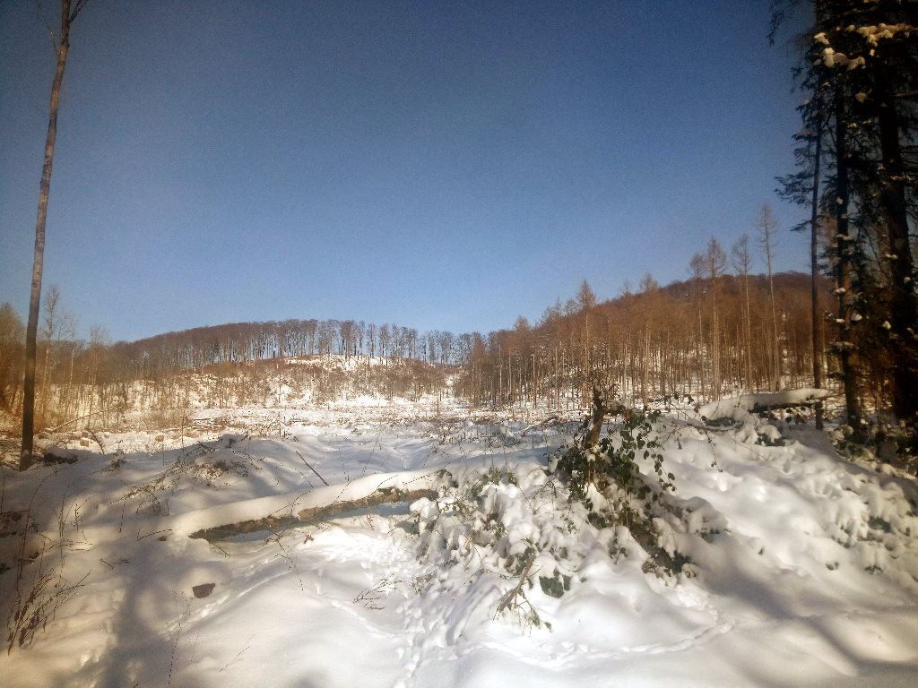 Kahle Waldfläche im Winter